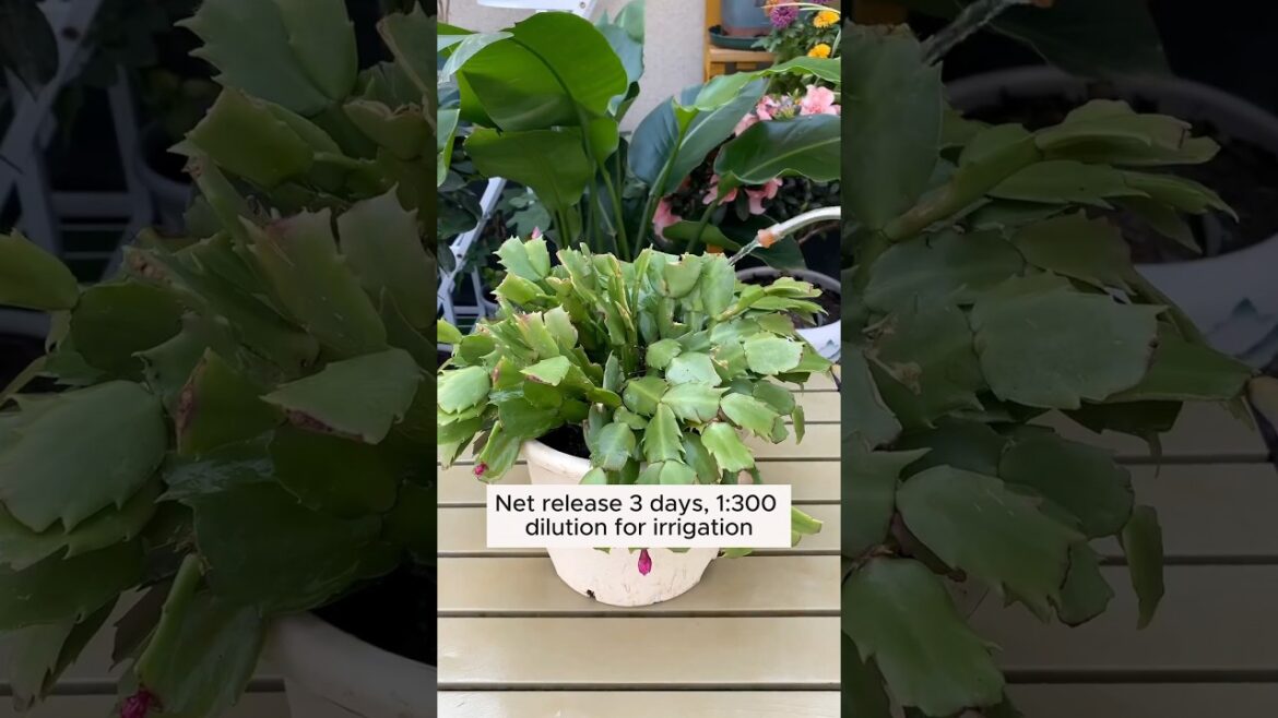 Formula helps plants and flowers bloom easily #shorts #gardening #gardeningtips #youtubeshorts Formula helps plants and flowers bloom easily #shorts #gardening #gardeningtips #youtubeshorts