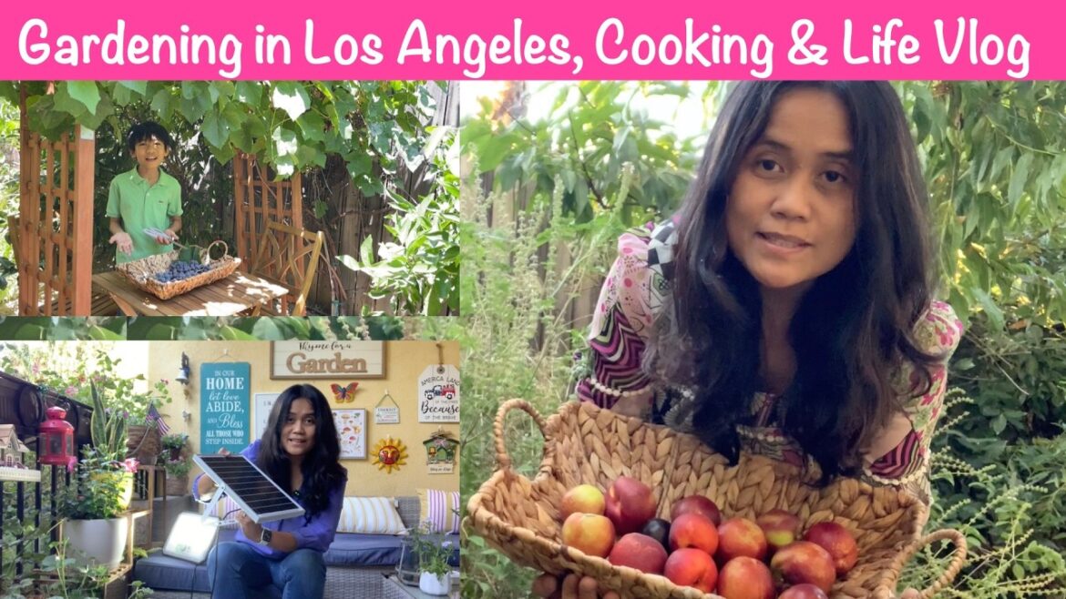Our California Home, Backyard Garden and Life Vlog #gardening #harvest #california #losangeles Our California Home, Backyard Garden and Life Vlog #gardening #harvest #california #losangeles