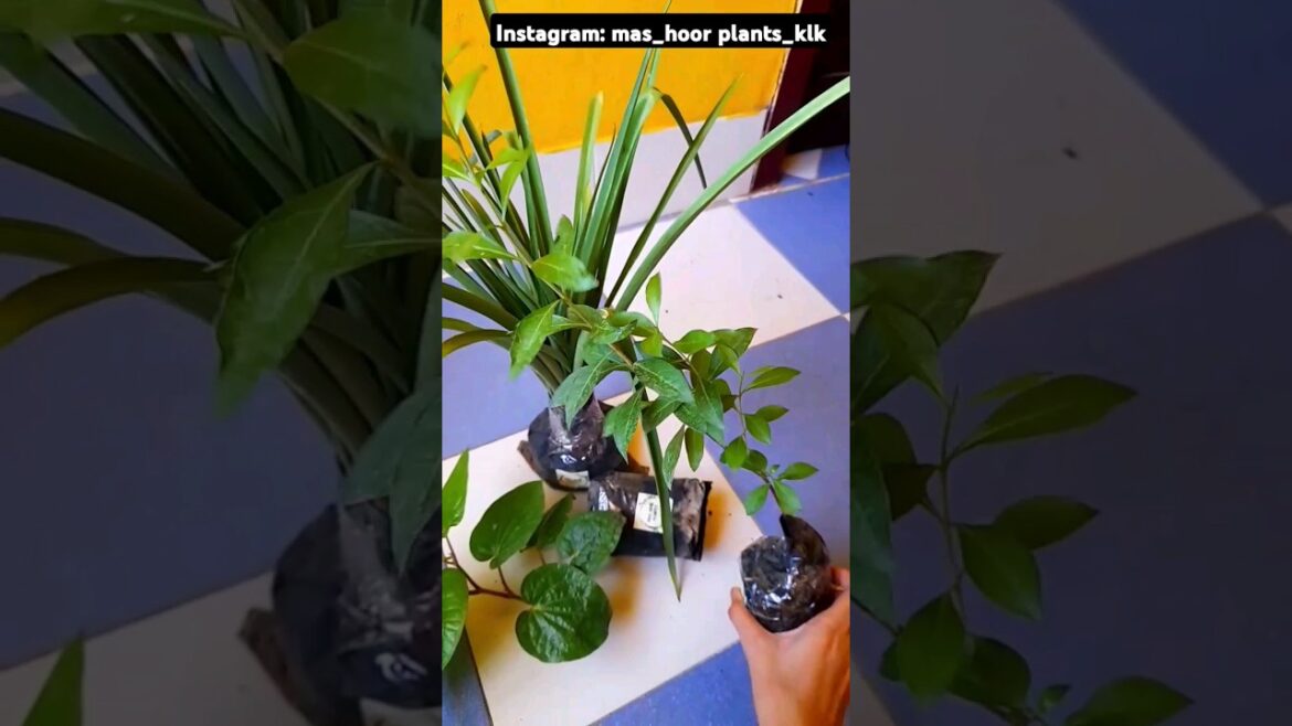 Plants packing|Pack an order with me|Gardening Tips Tamil #gardening #shorts