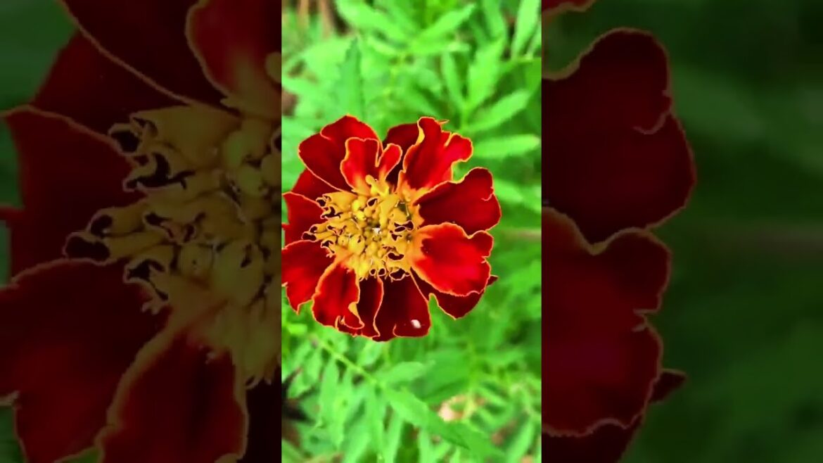 Secret Garden Hack: Why You Should Plant Marigolds Next to Your Tomatoes! Secret Garden Hack: Why You Should Plant Marigolds Next to Your Tomatoes!