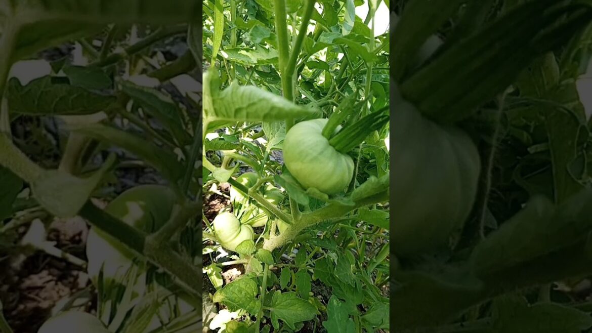 our vegetable farm #vegetables #vegetablegarden #vegetablegardening #nature