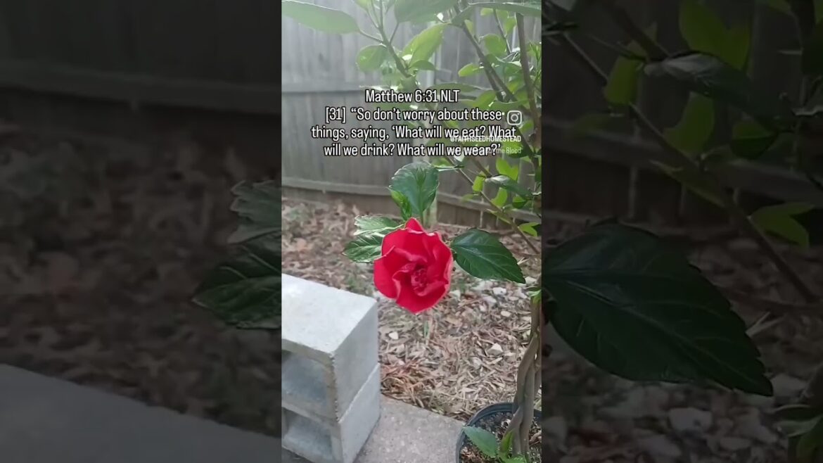 Some Growth 🌱 | Yahweh Provides | Container Garden