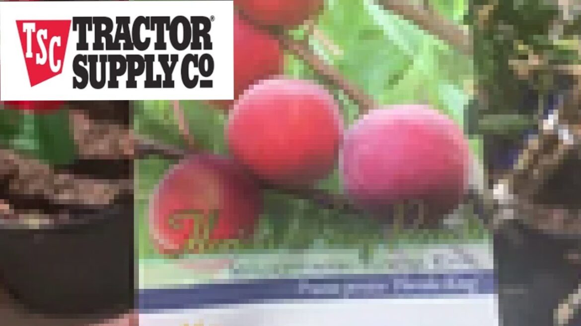 Tractor Supply Spring Fruits Trees  Garden Inventory Go Get Your Trees #gardening February 22, 2024