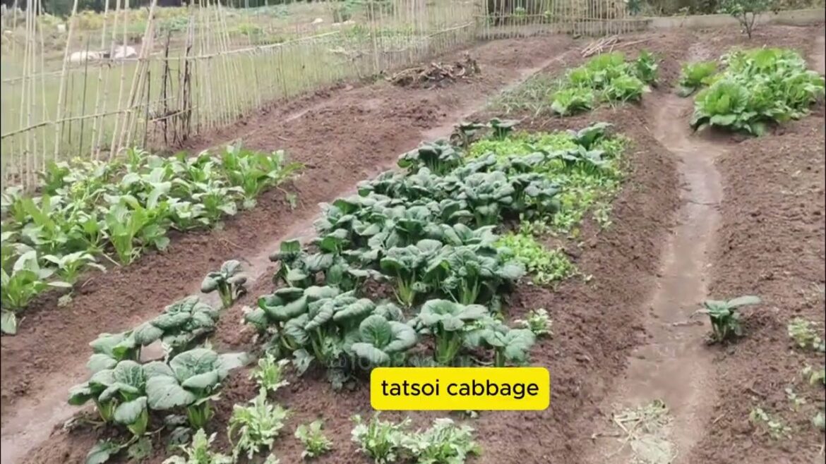 Organic Vegetable Gardening: How I Grew Chemical-Free Veggies for Less Than $50 a Year.