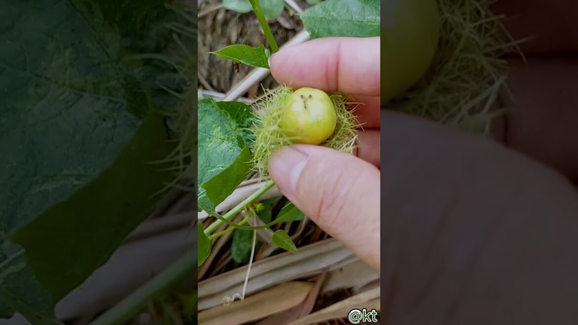 Picking Edible Wild Passion Fruit in garden: A Taste of Nature’s Bounty #countryside #relaxing Picking Edible Wild Passion Fruit in garden: A Taste of Nature's Bounty #countryside #relaxing