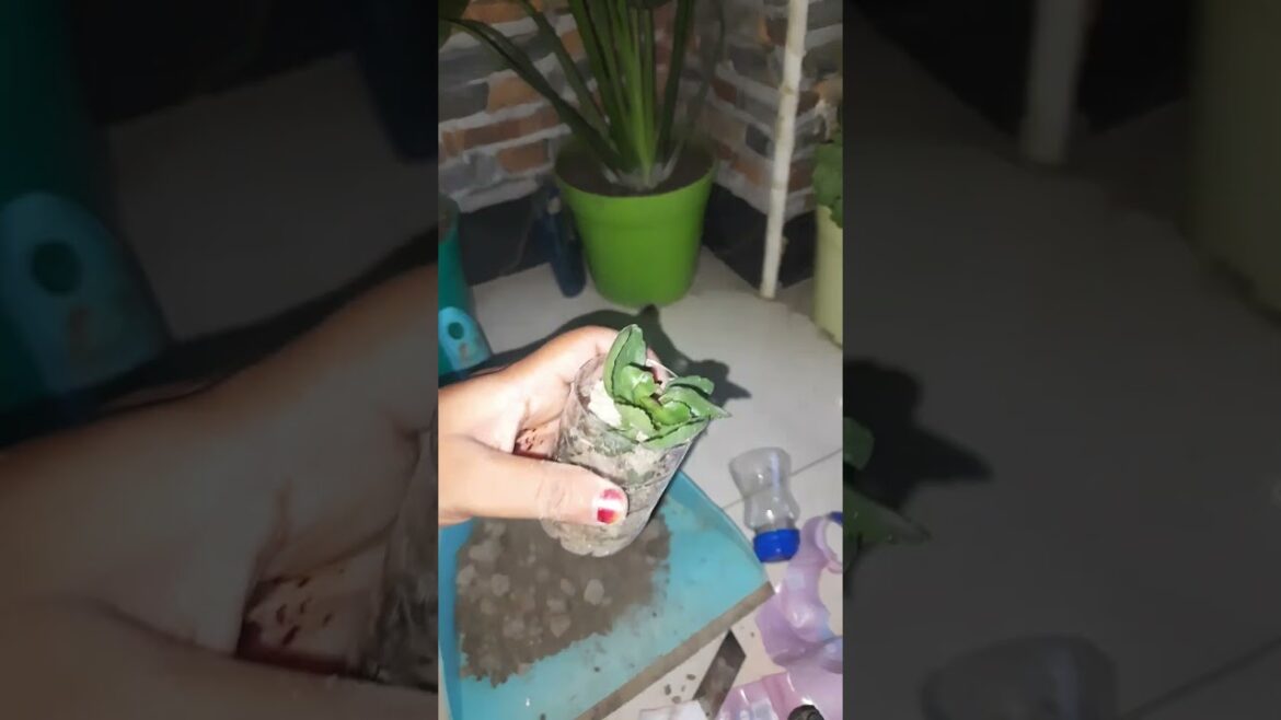 Mini garden ep.1 #minigarden #miniplanter #garden #plants #trending #shorts #srk #chandramallika