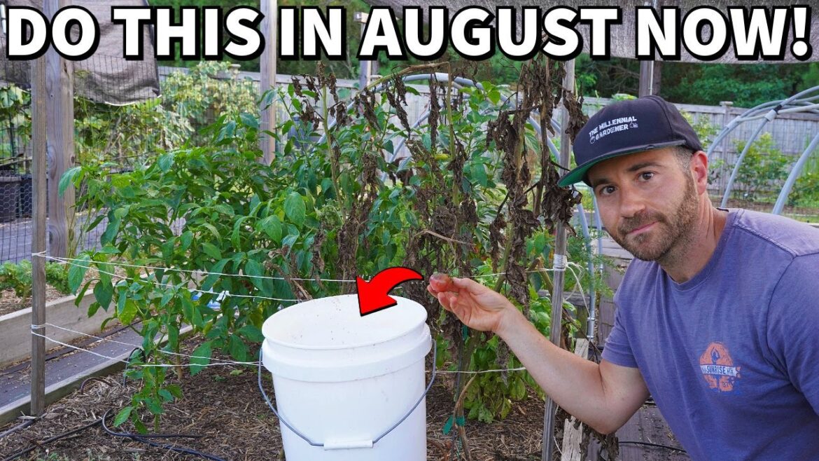 4 Critical August Garden Tasks Every Gardener Should Do NOW! 4 Critical August Garden Tasks Every Gardener Should Do NOW!