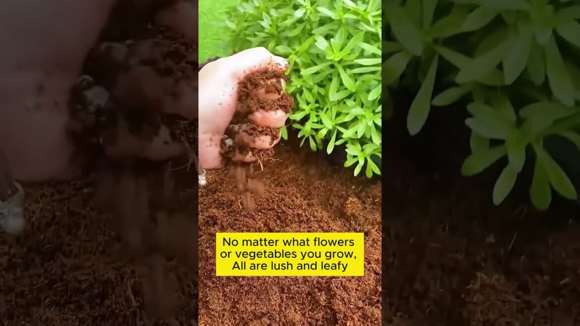 Subscribe for more such Gardening Tips & Ideas 👈🍁 #garden #gardening #gardeningideas #gardeningtips