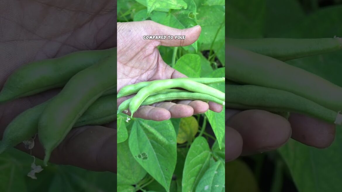 Growing and Harvesting Bush Beans in a Whiskey Barrel: Easy Gardening Tips!