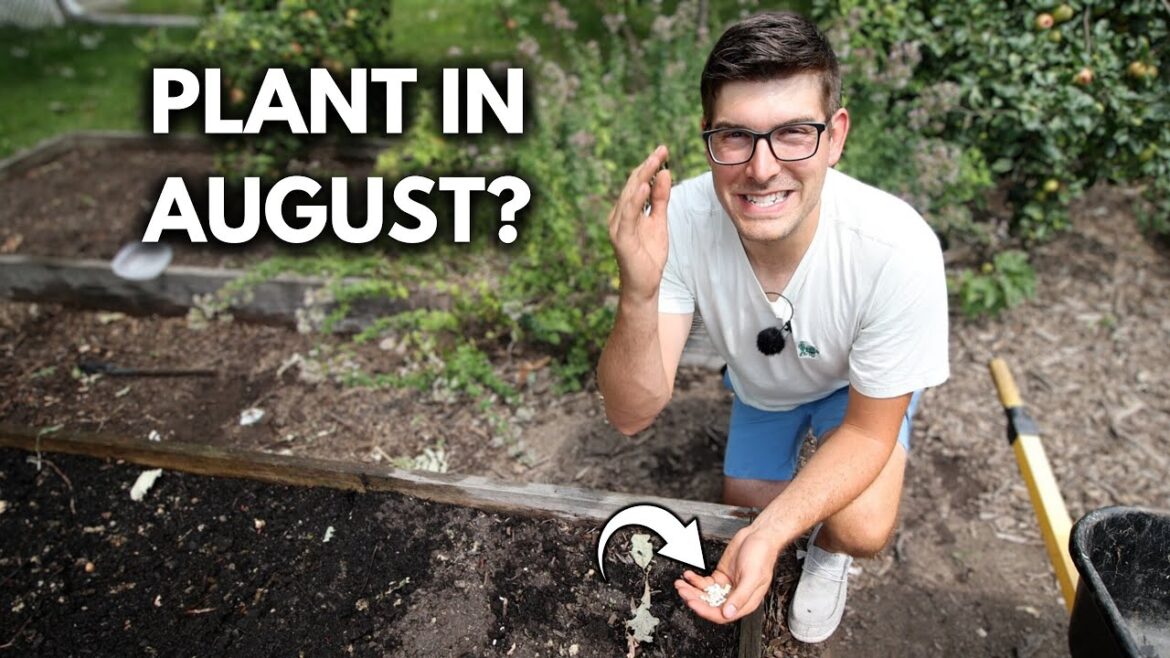 MIgardener: Crops You Can Direct Sow in AUGUST Crops You Can Direct Sow in AUGUST