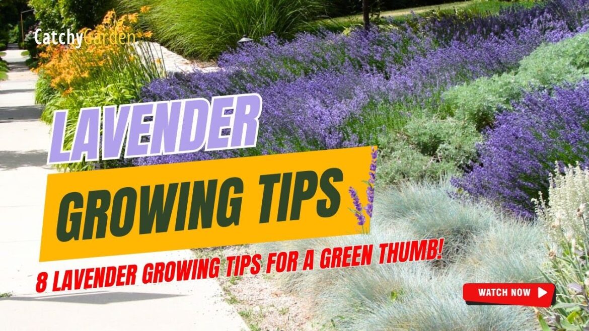 8 LAVENDER GROWING TIPS FOR A GREEN THUMB! 🌿🌟🌱 // Gardening Ideas