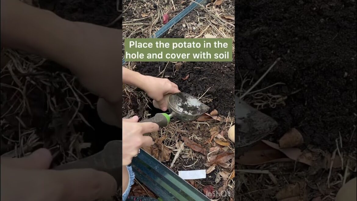 Backyard Garden Potatoes 🥔 #gardening #floridagardening
