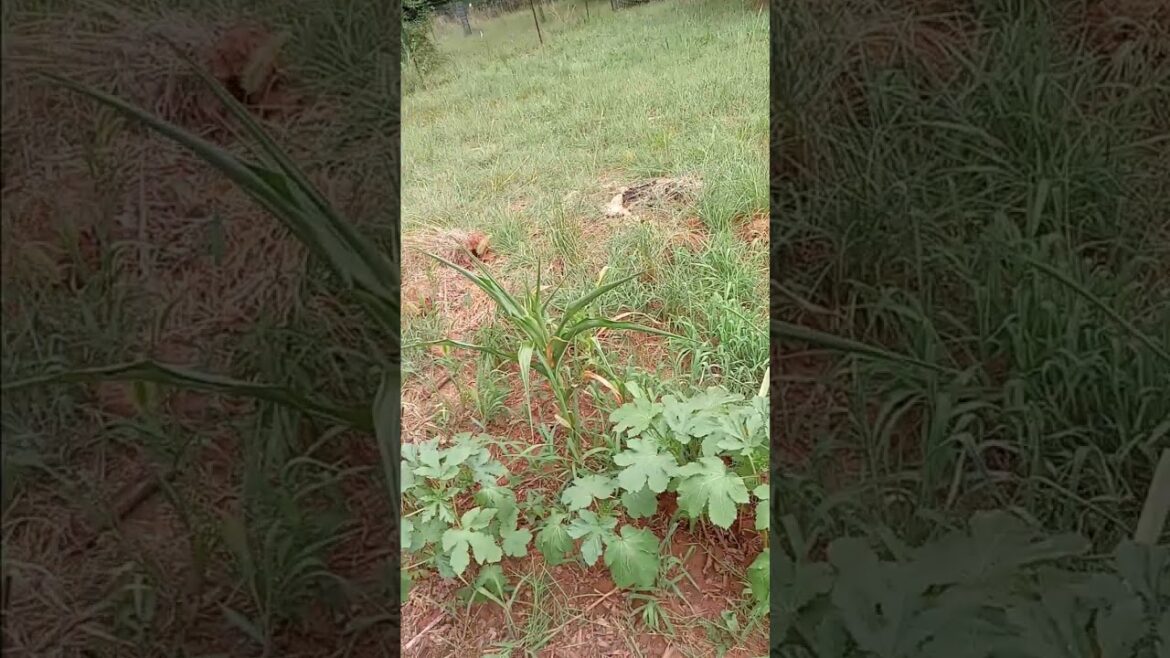 Heirloom Corn and Okra Update July 16th #oklahomagardening #organicgardening #vegetablegardening Heirloom Corn and Okra Update July 16th #oklahomagardening #organicgardening #vegetablegardening
