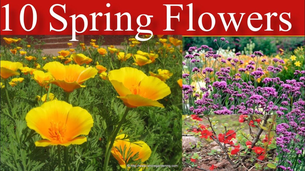 karachi rain | 10 Spring Flowers That Will Make Your Garden Stand Out |Plant Home & Garden |Monsoon karachi rain | 10 Spring Flowers That Will Make Your Garden Stand Out |Plant Home & Garden |Monsoon