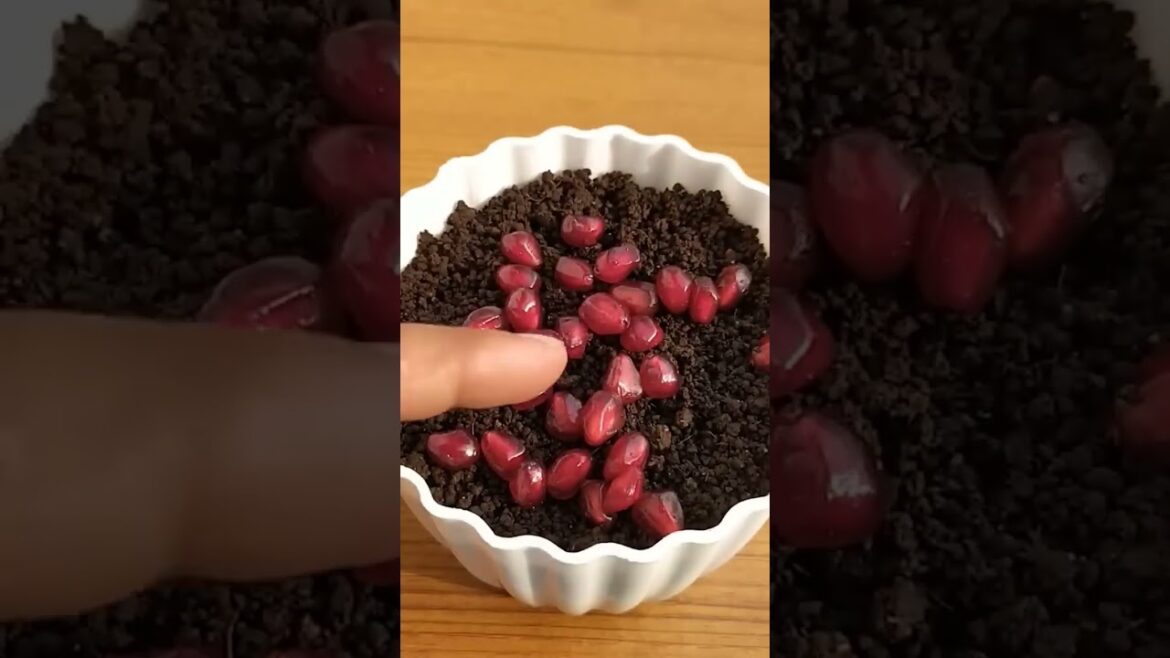 How to Grow Pomegranate  tree  from seeds at home grown #sowandgrow #ediblegardening #kidsgardening