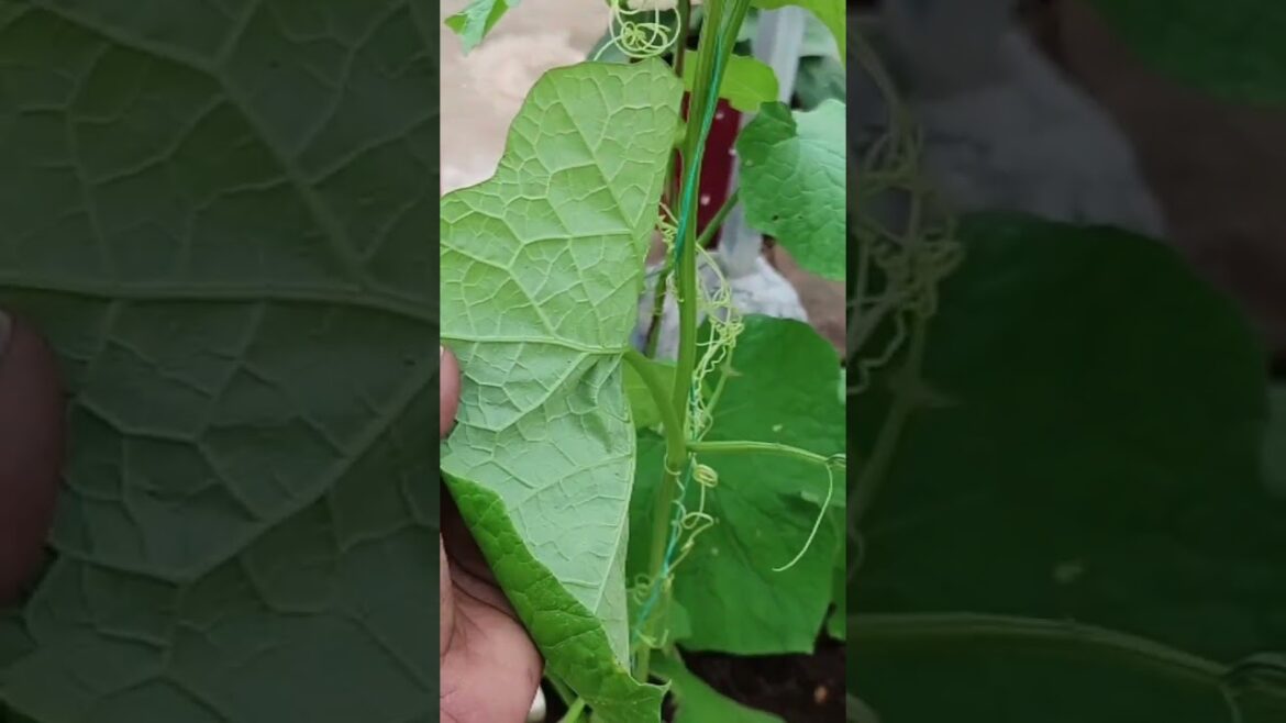 terrace garden tips #shorts #ytshorts #organicfood