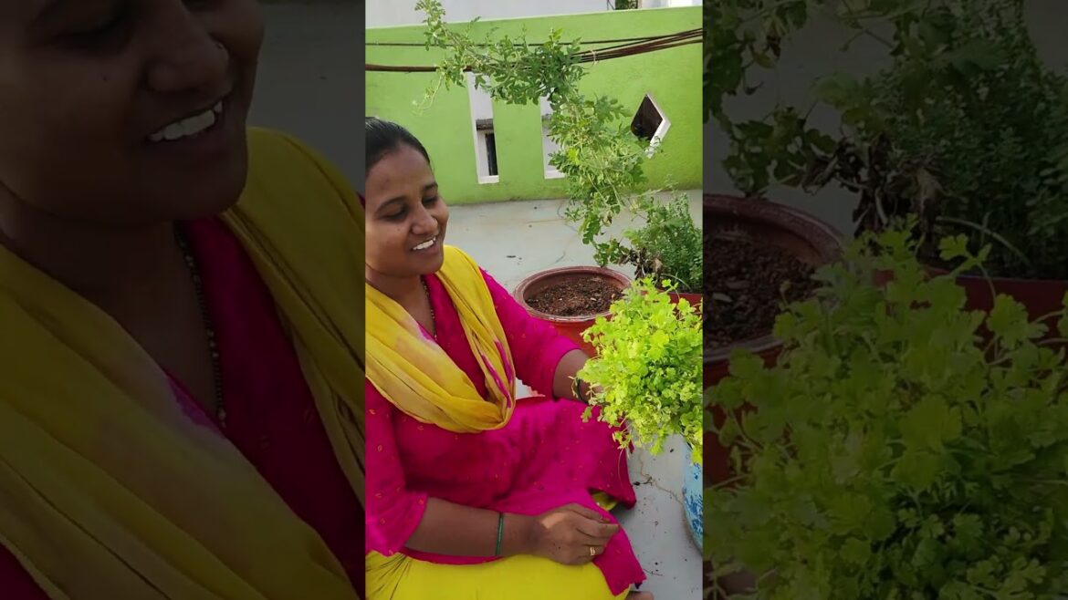 Mini Garden🏡 Part 14 | #trending #shortsviral #shorts #viral #honey #minigarden #homegarden #youtube