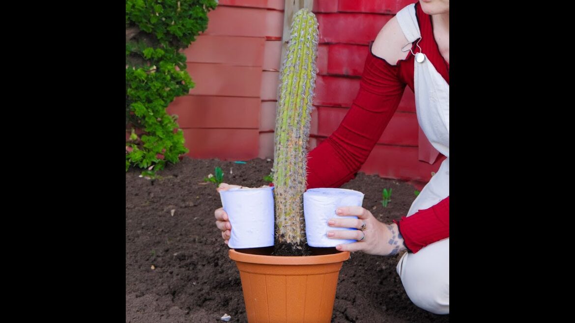 Smart way to grow and glow your garden 🌱#shorts #hacks #gardening #plants Smart way to grow and glow your garden 🌱#shorts #hacks #gardening #plants