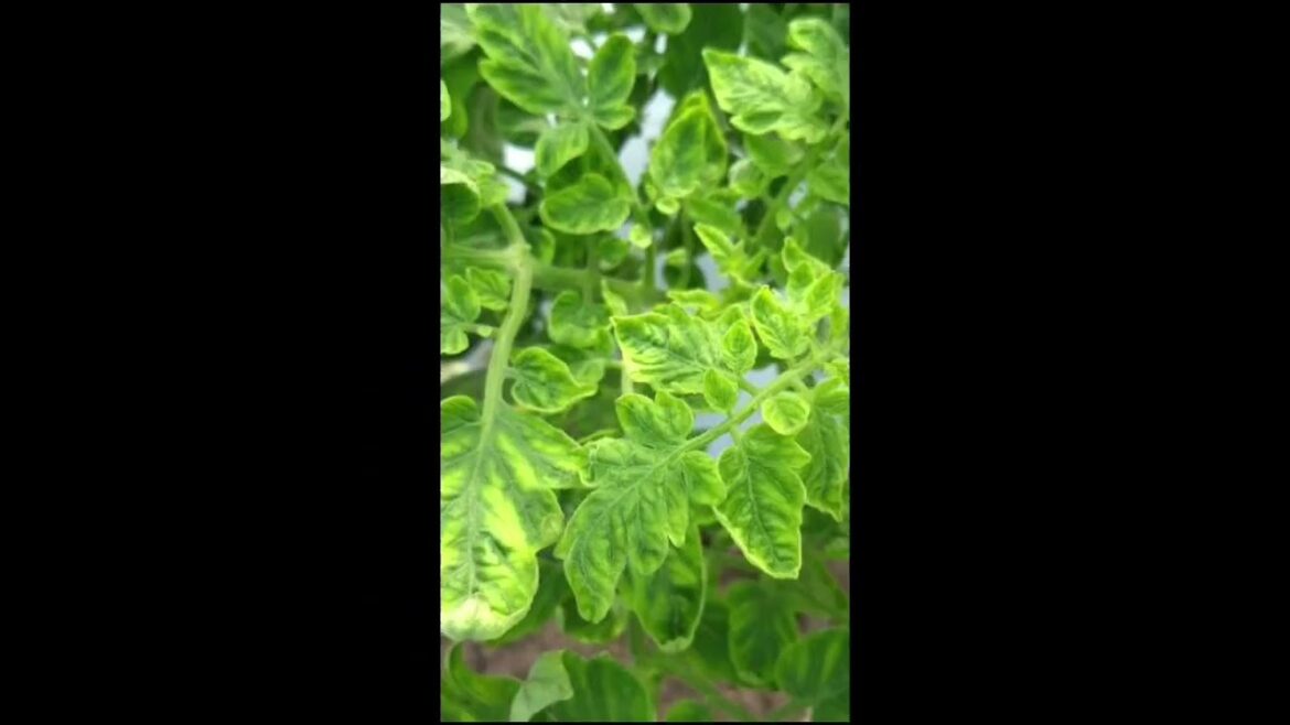 leaf  Curl Virus | घुबड्या |#agribusiness #indianfarmers #farmer  #tomato #trending g