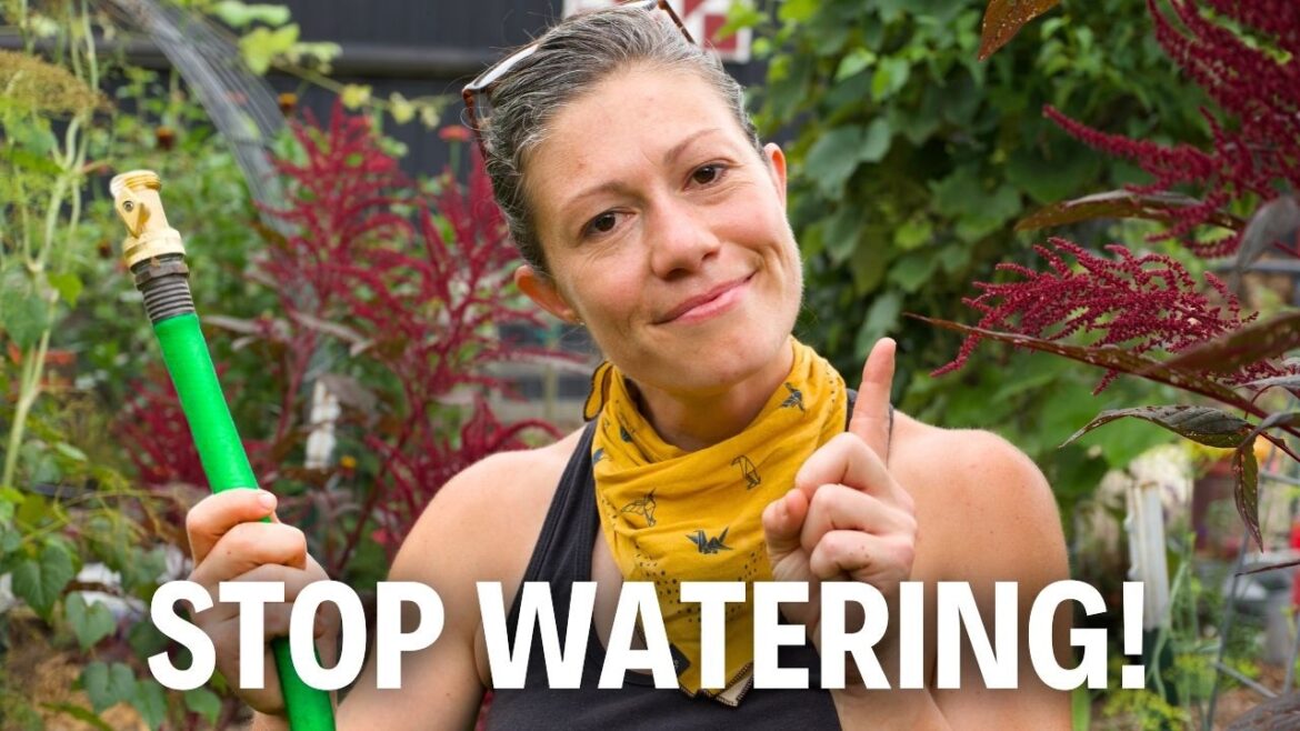 Watering Your Garden, the Lazy Way Watering Your Garden, the Lazy Way
