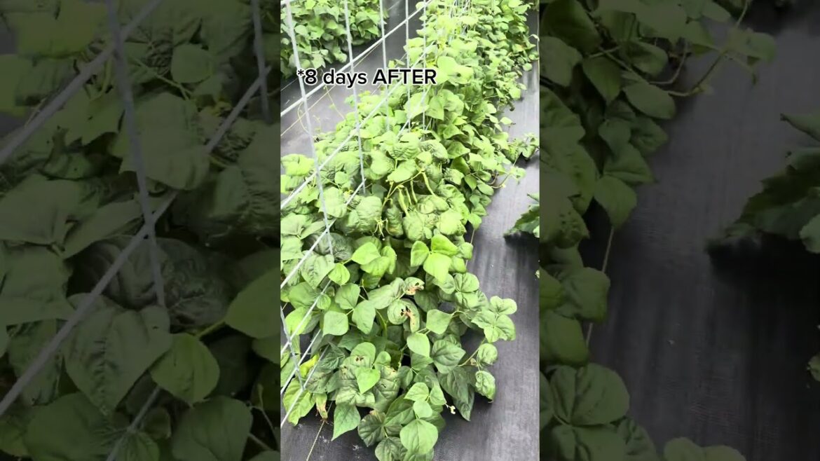 Garden ground cover before & after an 8 day vacation! #groundcover #gardentips #gardening101