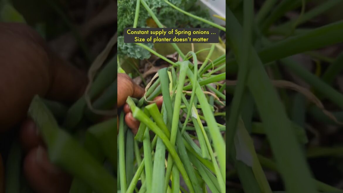 Stop buying Spring Onions #100shorts2024 #scallion  #shorts #gardening