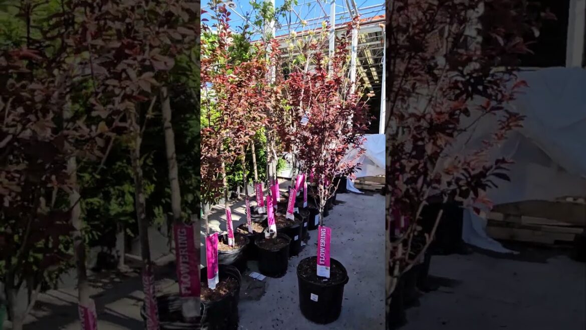 Purple Leaf Plum that Look like Japanese Maples