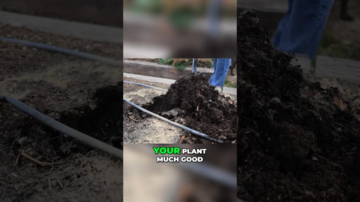 Boost Tomato Growth: Add Phosphorus Now! #gardening #bareroot #garden Boost Tomato Growth: Add Phosphorus Now! #gardening #bareroot #garden