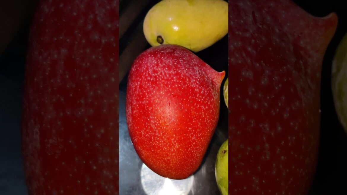 Rooftop garden japanese miyazaki mango Mango. #miyazaki #miazaki #miyazakimango #gardening #mango