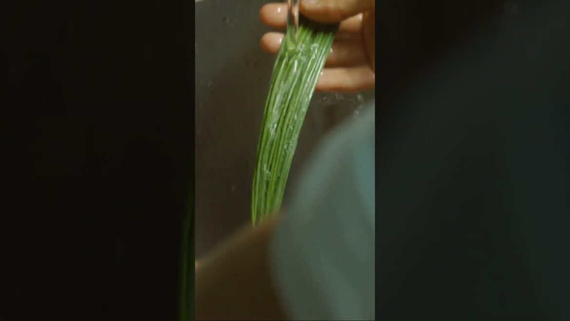 Growing Edible Indoor Plants for Your Kitchen!