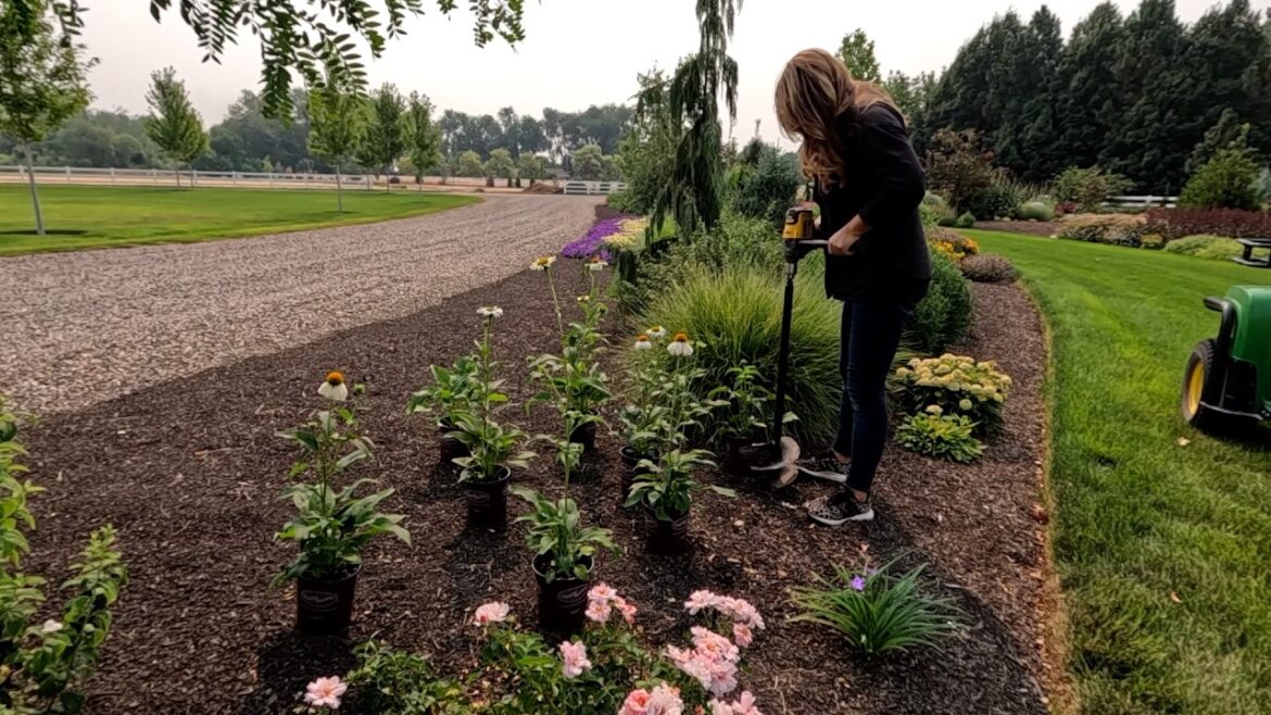 Garden Answer: Planting a Bunch of Echinacea, Asters & a Serviceberry Tree! 🌸🌳🌿 // Garden Answer Planting a Bunch of Echinacea, Asters & a Serviceberry Tree! 🌸🌳🌿 // Garden Answer