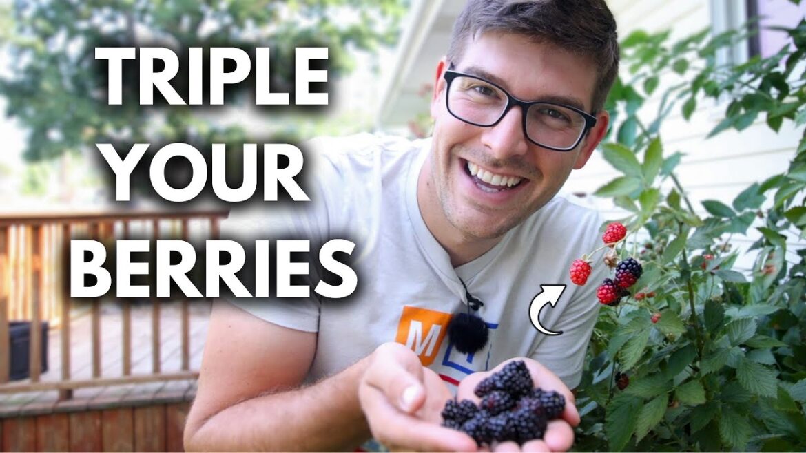 MIgardener: Game Changing Tip to Grow SUPERNATURAL Blackberries! Game Changing Tip to Grow SUPERNATURAL Blackberries!