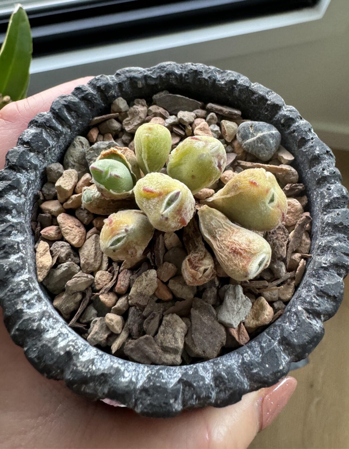 Conophytums.. still hold the water??? I live in zone 10