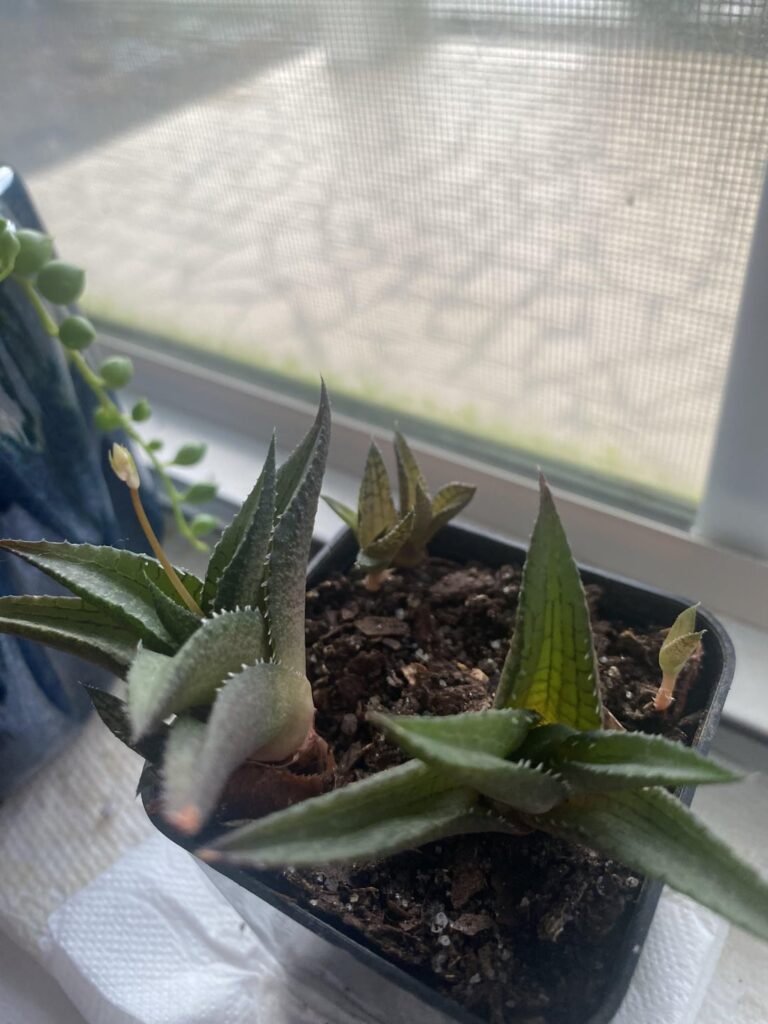 This Poor Thing!