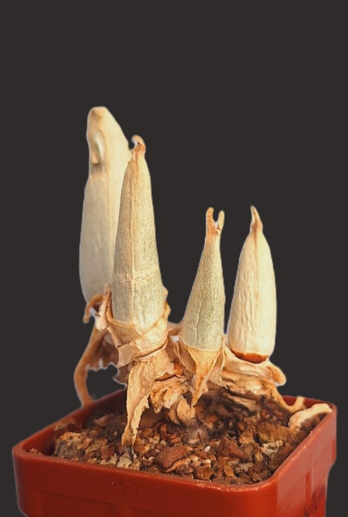 Mitrophyllum grande, perfect definition of dormancy.