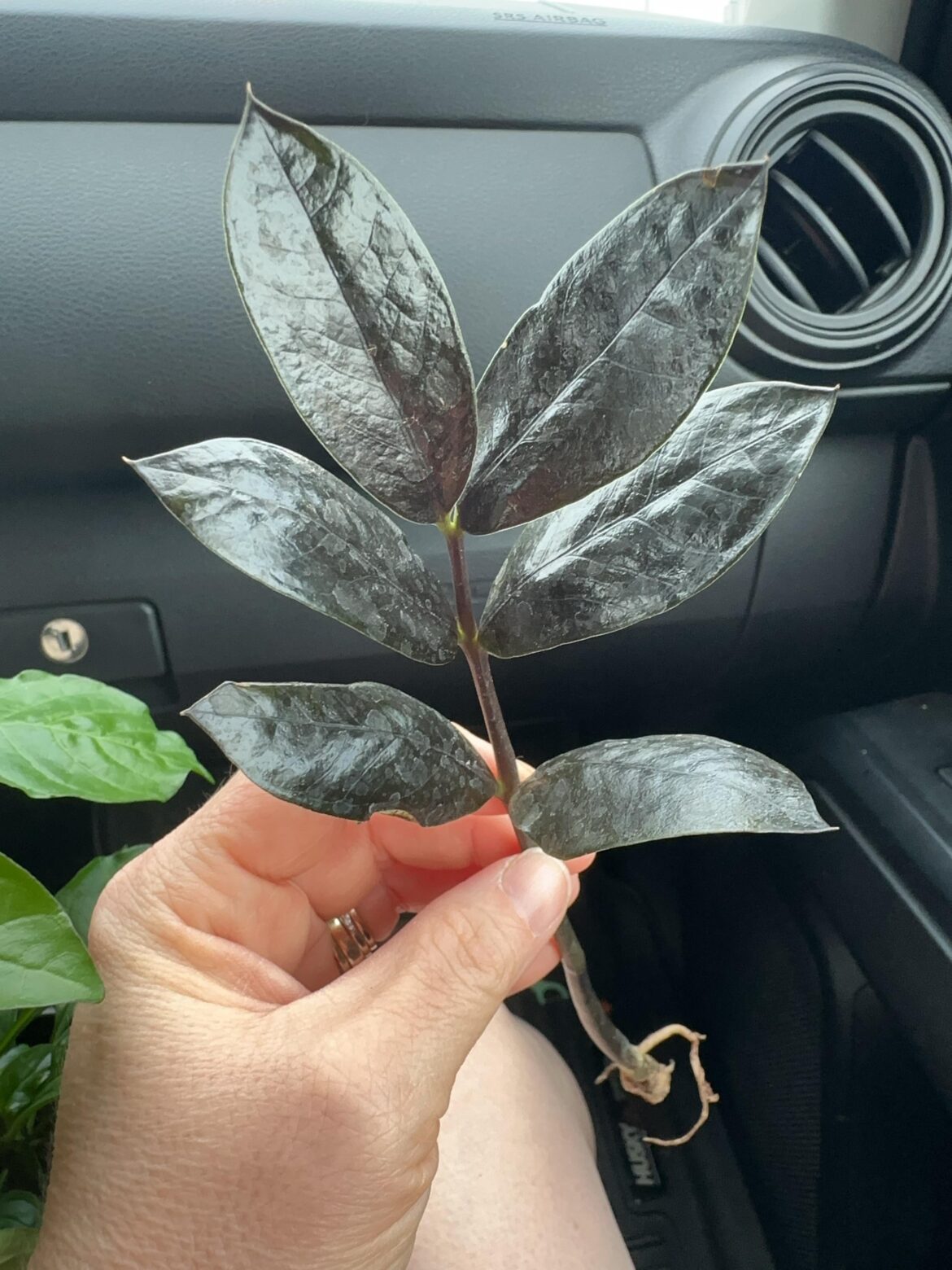 Raven ZZ proplift!!!