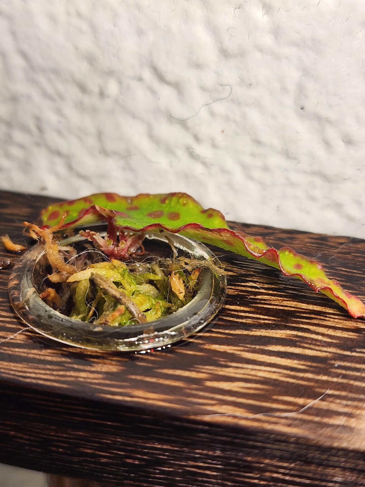 iSpy some newleaves
