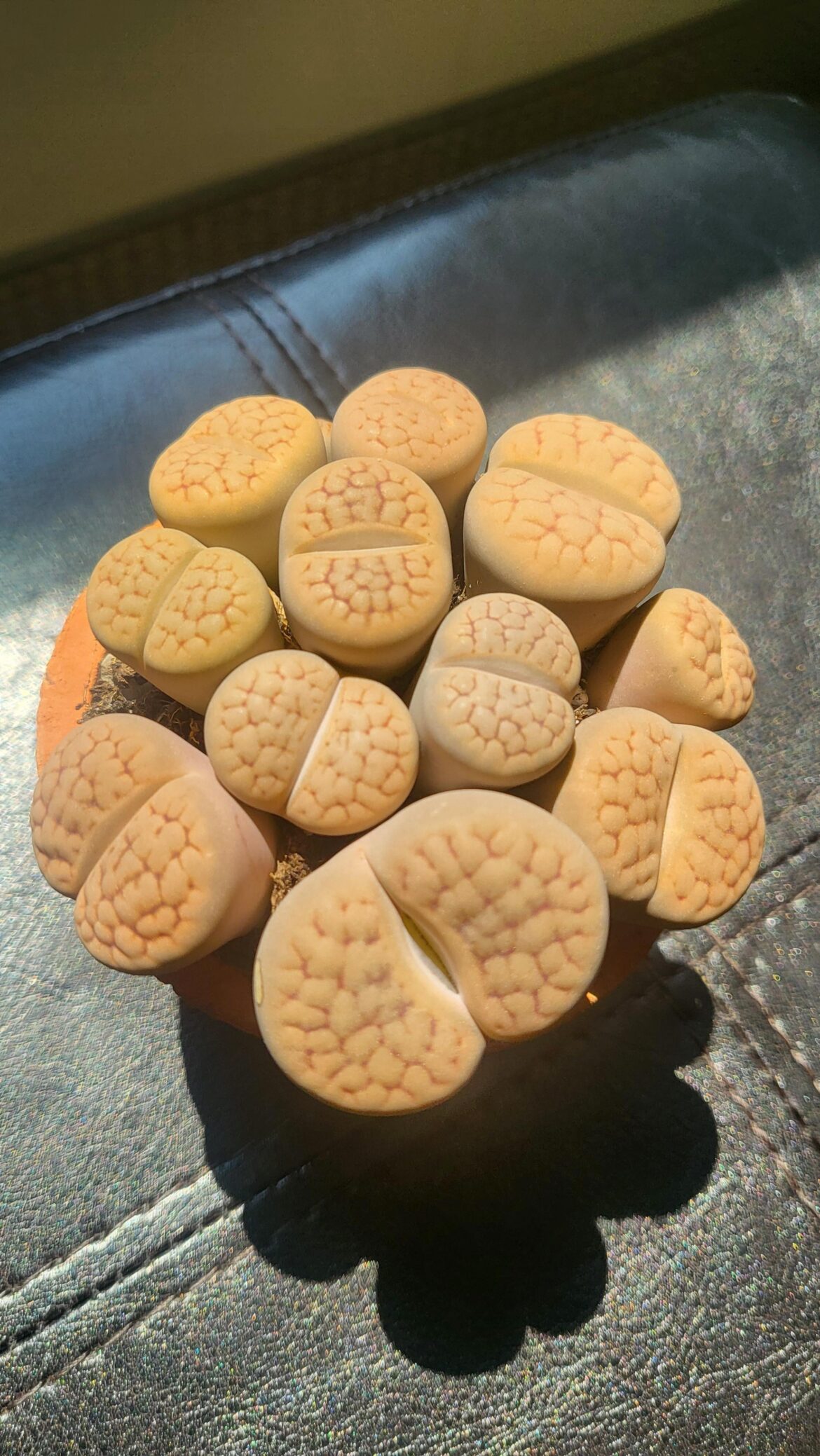 Which lithops are these?