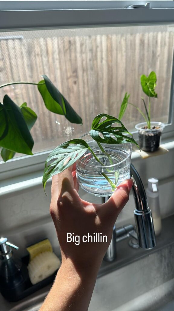 Adansonii Lowe’s Find