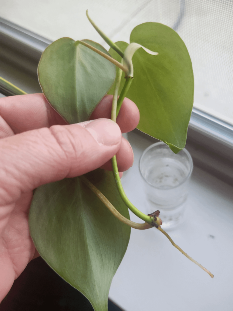Plant or wait?