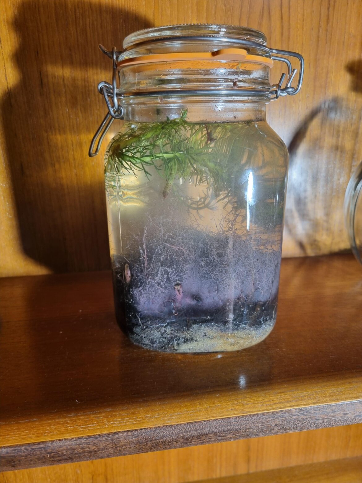 What is this purple stuff?