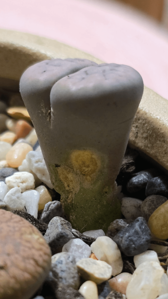 Possible Root Rot
