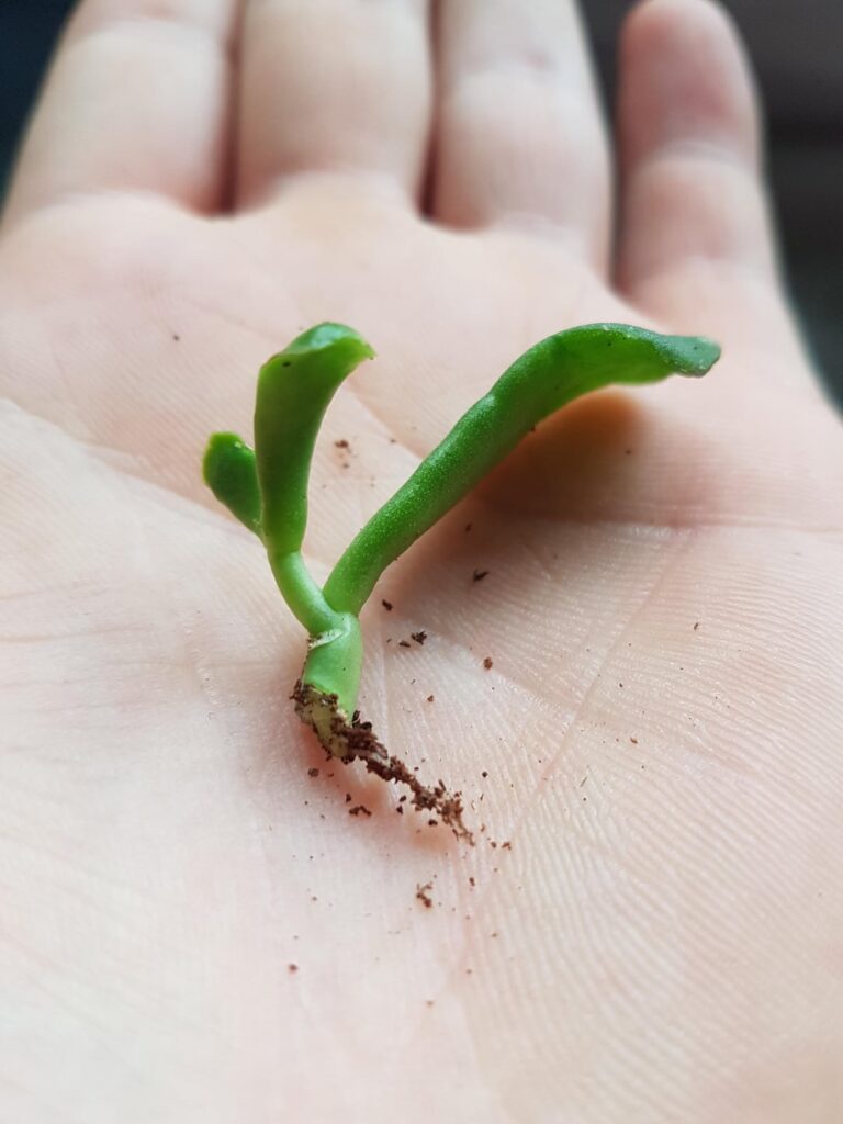 Success!