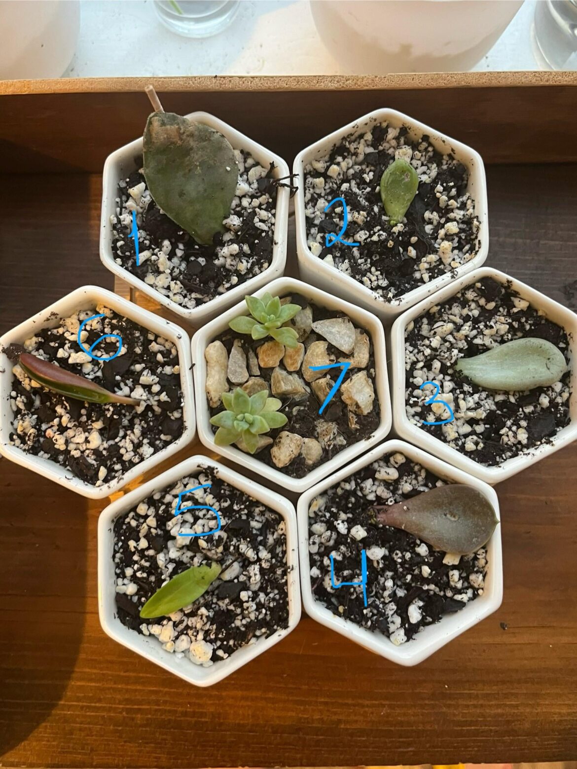 my first batch of babies after 2 weeks!