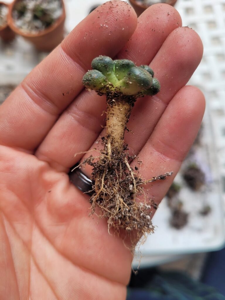 Repot day for Aloinopsis luckhoffii seedlings!