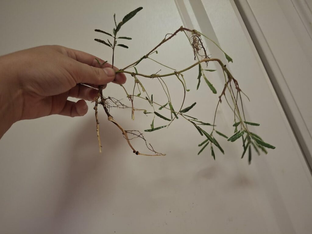 Dug up some sensitive plants! How to pot/keep alive?