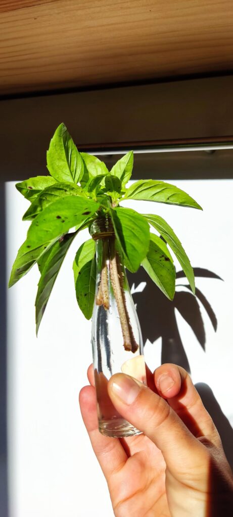 Trying to propagate some cross pollinated basil I bought from a local farmer !