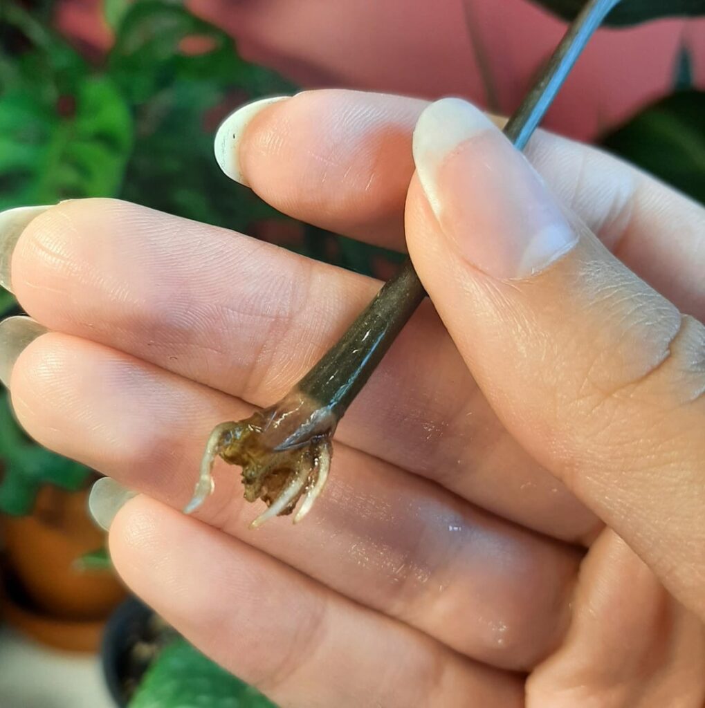 Update on one of my zz raven cutting :D