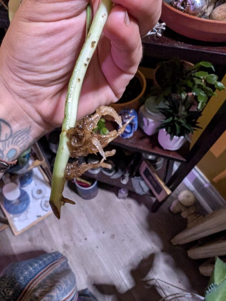 Should I put this in soil yet?