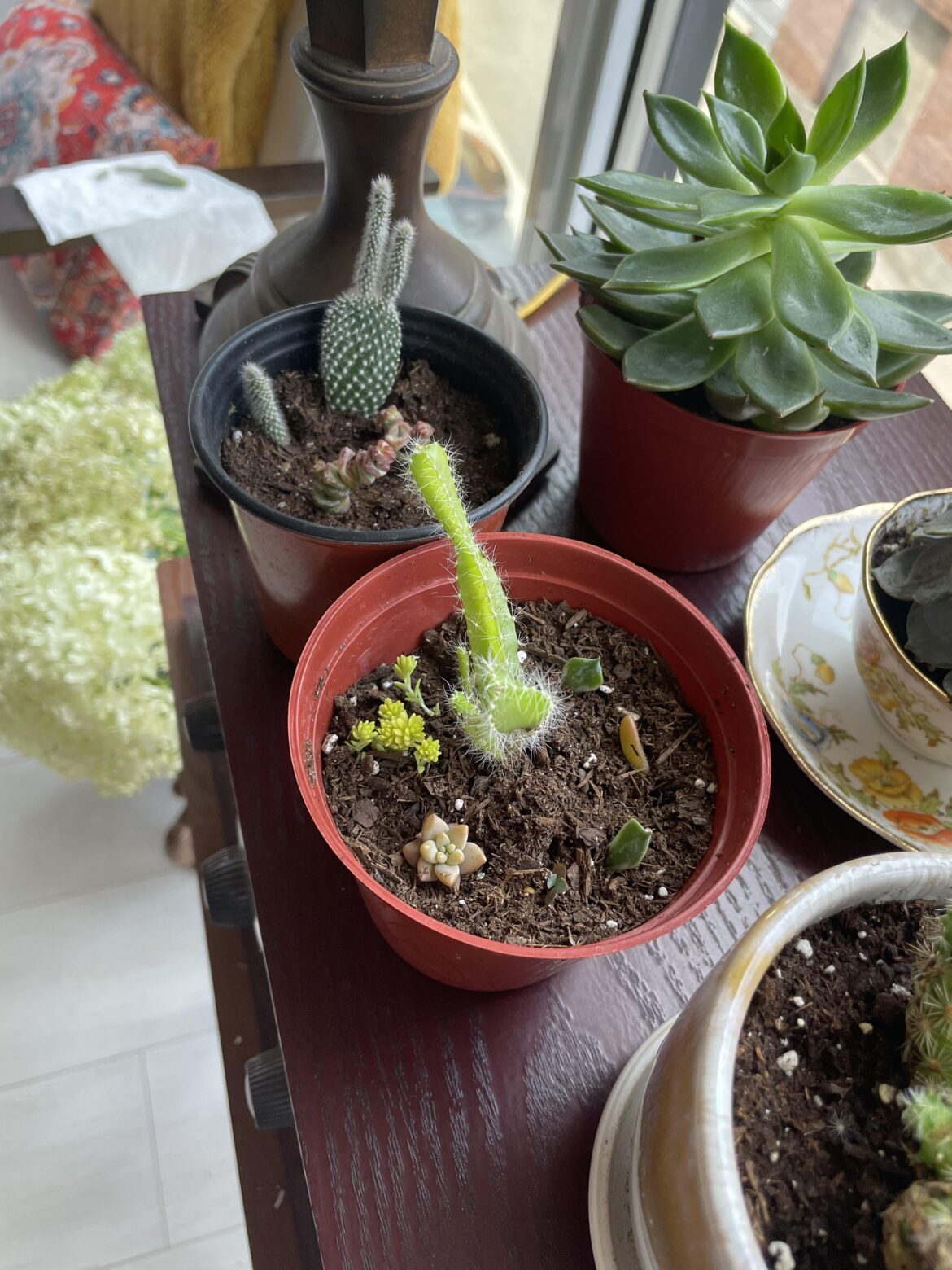 New to this. Here are my two prop pots!